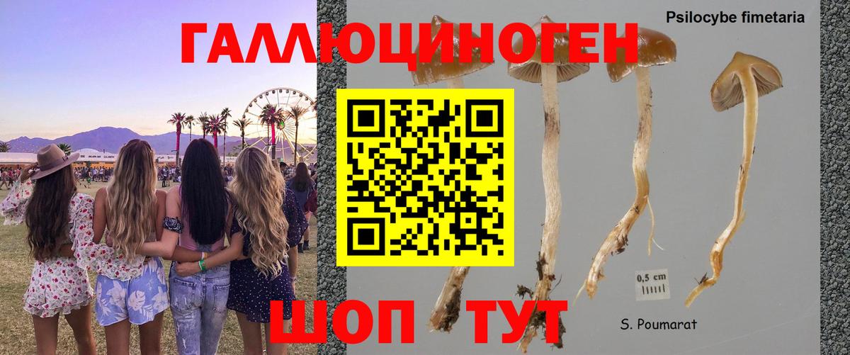 хочу   Галлюциногенные грибы мухоморы  Псилоцибиновые грибы Magic Shrooms  Вход с VPN  Зеленокумск 